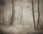 Di-Tommaso-Dans-le-bois-enchante-1 Di-Tommaso-Dans-le-bois-enchante-1