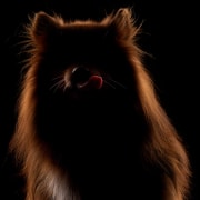 Di-Tommaso-Portrait-of-Caramel Di-Tommaso-Portrait-of-Caramel