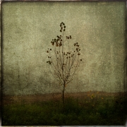 13_Le petit arbre 13_Le petit arbre