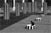 Le-chat-de-Buren Le-chat-de-Buren
