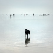 9 - Chien de pécheur