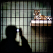 06_Etre-le-Roi-de-la-Jungle 06_Etre-le-Roi-de-la-Jungle