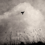 22_Le-nez-en-lair 22_Le-nez-en-lair