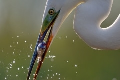 Grande aigrette (Casmerodius albus) pêche au bord d'un étang, un poisson dans le bec, Hongrie, Avril