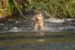 Loup s'ébroue de face dans la rivière