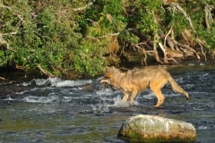 Loup à la pêche, attrape un saumon