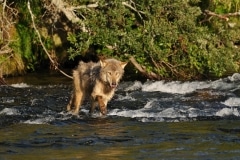 Loup à la pêche