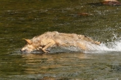 Loup à la pêche, au galop, plonge