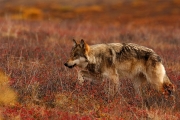 02_Loup gris