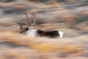 03_Filé sur un caribou 03_Filé sur un caribou