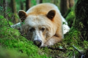 Portrait d'ours kermode couché dans la forêt pluvieuse de Colombie britannique Portrait d'ours kermode couché dans la forêt pluvieuse de Colombie britannique