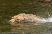 Loup à la pêche, au galop, plonge Loup à la pêche, au galop, plonge