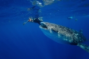 Requin baleine Requin baleine