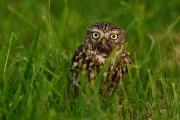 _F1S4346
