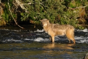 Loup à la pêche