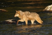 Loup à la pêche