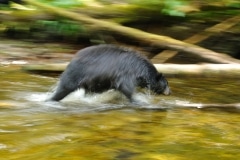 Filé sur un ours noir dans la rivière