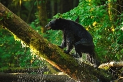 Ours noir dans la forêt pluvieuse de Colombie Britannique