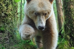 10_ours kermode