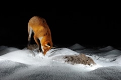 Renard mulotte dans la neige