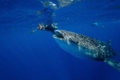 Requin baleine