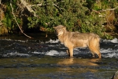 Loup à la pêche