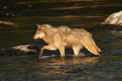 Loup à la pêche
