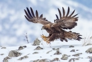 Aigle_royal