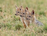 Attentifs