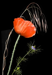 22_Le coquelicot 22_Le coquelicot