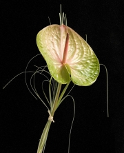 23_La fleur zizi 23_La fleur zizi