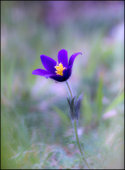 01-ANEMONE-1 01-ANEMONE-1