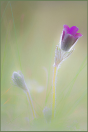 02-ANEMONE-2 02-ANEMONE-2