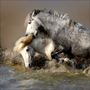 15-MORSURE 15-MORSURE