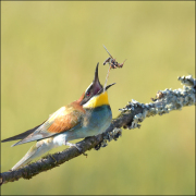 21-QUE-CA-SAUTE 21-QUE-CA-SAUTE