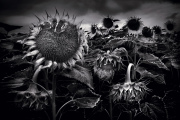 23_Tournesols 23_Tournesols