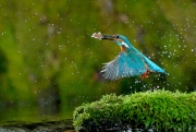 Martin-pêcheur (Alcedo atthis) en vol à la pêche Capture d'un alevin France