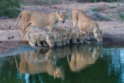 En fin d'une journée chaude, ces 2 lionnes ont trouvés avec leur jeunes, un point d'eau bienvenu * FPF Régional IP Nature 2017 - 7ème/394 - 6eme note - 3ème auteurs - 16.7/20 - 17-15-18 - FPF National IP Nature 2017 - 7ème/972 - 3eme note - 3ème auteurs - 16.3/20 - 20-16-13 - coup de coeur de Christian Theys - Florilège 2017 * Egletons 2018 - Non * NYC Exhibition 2018 - Nature - 17/25 - Acceptée (A=16) * Cork 2018 Nature- 11/15 (A=12) Non (25% of 670 images) * Vizual Souls 2018 - Nature - Acceptée - FIAP Gold * 7th MIROC Digital Circuit 2019 Serbia - Photo Club Danube - Acceptée Russia - Photo club Penza - Acceptée South Africa - Edenvale Photographic Club - Acceptée Norway - Bekkalokket Photo club - Acceptée * Trierenberg Special Theme Circuit 2019 - African Wildlife- 4A * IUP 2019 - Nature * Namur 2019 - Préselection non retenue En fin d'une journée chaude, ces 2 lionnes ont trouvés avec leur jeunes, un point d'eau bienvenu * FPF Régional IP Nature 2017 - 7ème/394 - 6eme note - 3ème auteurs - 16.7/20 - 17-15-18 - FPF National IP Nature 2017 - 7ème/972 - 3eme note - 3ème auteurs - 16.3/20 - 20-16-13 - coup de coeur de Christian Theys - Florilège 2017 * Egletons 2018 - Non * NYC Exhibition 2018 - Nature - 17/25 - Acceptée (A=16) * Cork 2018 Nature- 11/15 (A=12) Non (25% of 670 images) * Vizual Souls 2018 - Nature - Acceptée - FIAP Gold * 7th MIROC Digital Circuit 2019 Serbia - Photo Club Danube - Acceptée Russia - Photo club Penza - Acceptée South Africa - Edenvale Photographic Club - Acceptée Norway - Bekkalokket Photo club - Acceptée * Trierenberg Special Theme Circuit 2019 - African Wildlife- 4A * IUP 2019 - Nature * Namur 2019 - Préselection non retenue