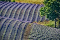 lavandes_2
