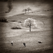 Pastorale Pastorale