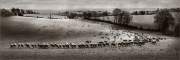 Pelouse à tondre Pelouse à tondre