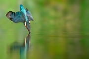 Martin-pêcheur (Alcedo atthis) en plongeon dans une rivière, L Martin-pêcheur (Alcedo atthis) en plongeon dans une rivière, L