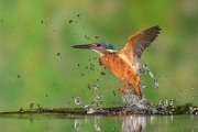 Martin-pêcheur (Alcedo atthis) en vol à la sortie de l'eau, pêche échouée, Lorraine, France. Martin-pêcheur (Alcedo atthis) en vol à la sortie de l'eau, pêche échouée, Lorraine, France.