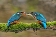 Martin-Pêcheur (Alcedo atthis) Offrande du mâle à la femelle France Martin-Pêcheur (Alcedo atthis) Offrande du mâle à la femelle France