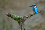 Martin-pêcheur (Alcedo atthis) Mâle perché sur un support moussu, Lorraine, France, Mars Martin-pêcheur (Alcedo atthis) Mâle perché sur un support moussu, Lorraine, France, Mars