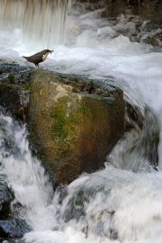 Cincle plongeur (Cinclus cinclus) sur un rocher à côté d'une cascade, avec des proies dans le bec, Moselle, France Cincle plongeur (Cinclus cinclus) sur un rocher à côté d'une cascade, avec des proies dans le bec, Moselle, France