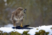 Buse variable (Buteo buteo) sur une charogne : un corbeau freux (Corvus frugilegus) sous la neige en hiver France Buse variable (Buteo buteo) sur une charogne : un corbeau freux (Corvus frugilegus) sous la neige en hiver France