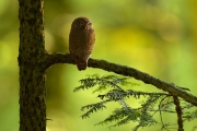 Chevêchette d'Europe (Glaucidium passerinum) adulte perché sur un conifère, Vosges, France, juin. Chevêchette d'Europe (Glaucidium passerinum) adulte perché sur un conifère, Vosges, France, juin.