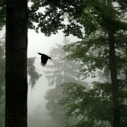 Pic noir (Dryocopus martius) à l'envol du nid Ambiance de brume daus la forêt vosgienne Lorraine France Pic noir (Dryocopus martius) à l'envol du nid Ambiance de brume daus la forêt vosgienne Lorraine France