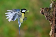 Mésange charbonnière (Parus major) en vol à l'arrivée au nid Fra Mésange charbonnière (Parus major) en vol à l'arrivée au nid Fra